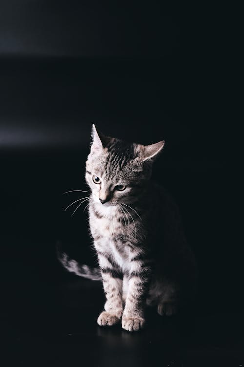 Kitten on Black Surface