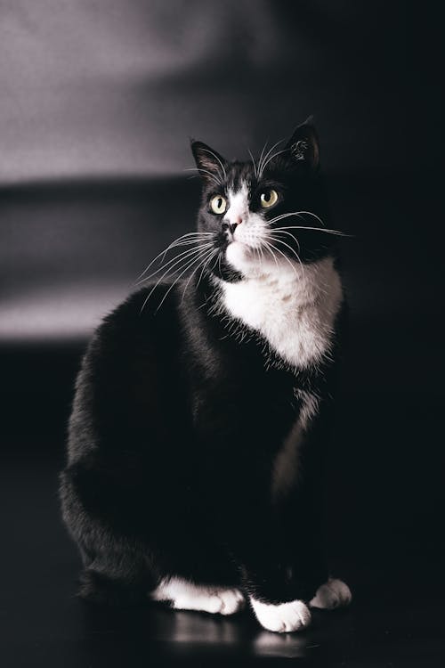 凱特菲利克斯貓黑色和白色