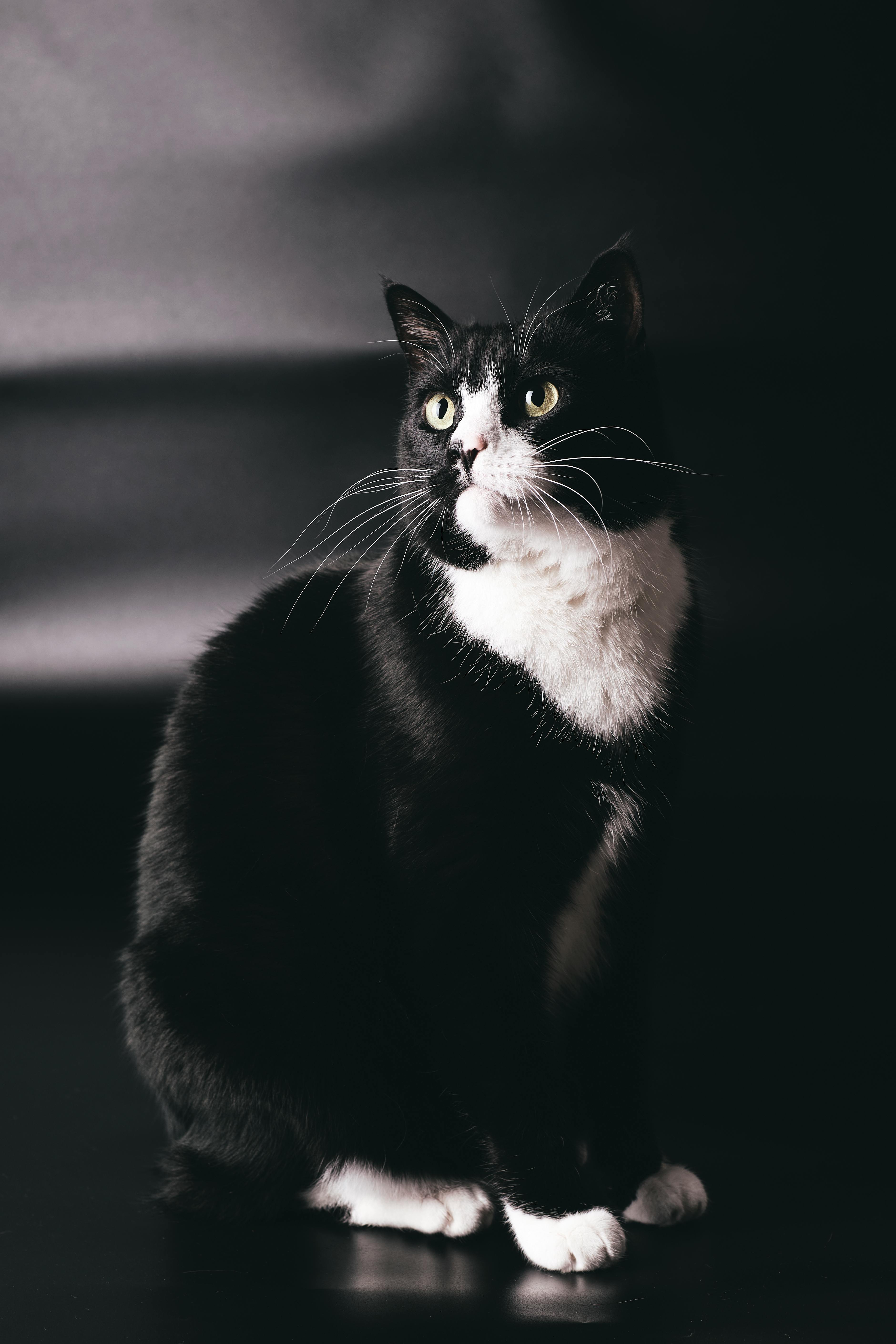 black and white cat picture