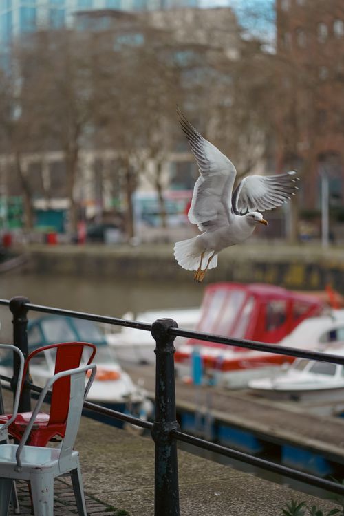 Free A seagull takes flight over an urban canal area with blurred boats and chairs in the background. Stock Photo