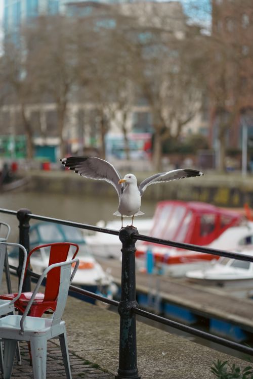 Free A seagull spreading its wings on a railing overlooking a harbor with boats in the background. Stock Photo