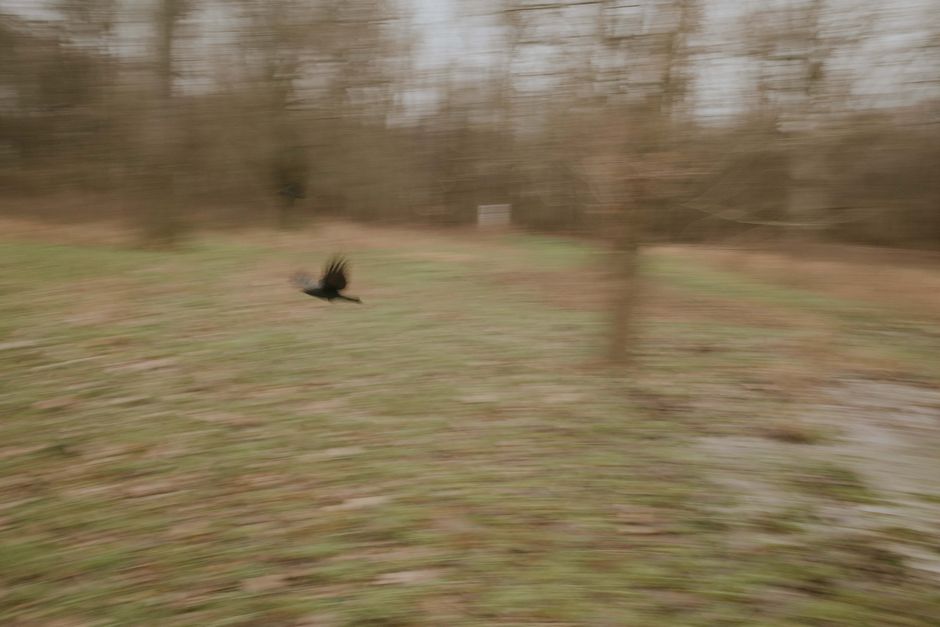 Fotógrafo de fauna usando prioridade de velocidade do obturador para congelar movimento de ave