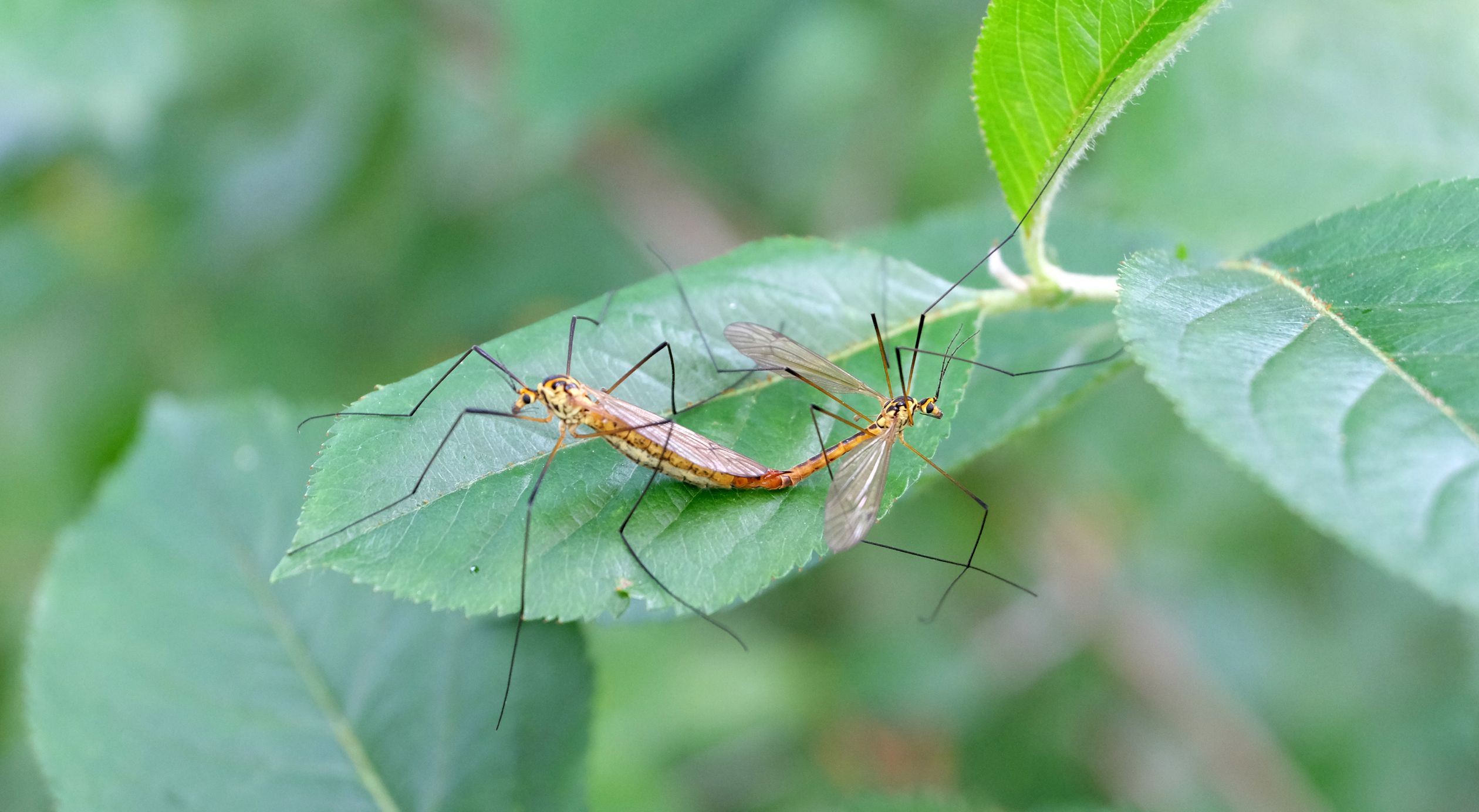 Two Green Insects Two large insects on a leaf with green leaves · Free Stock Photo