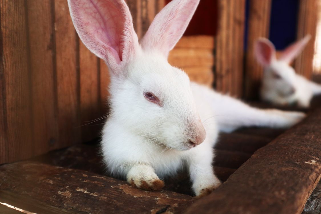 White Rabbit Lying Down · Free Stock Photo