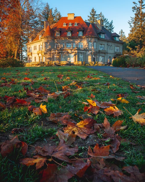 Hojas De Arce Secas Sobre El Césped Cerca De Pittock Mansion