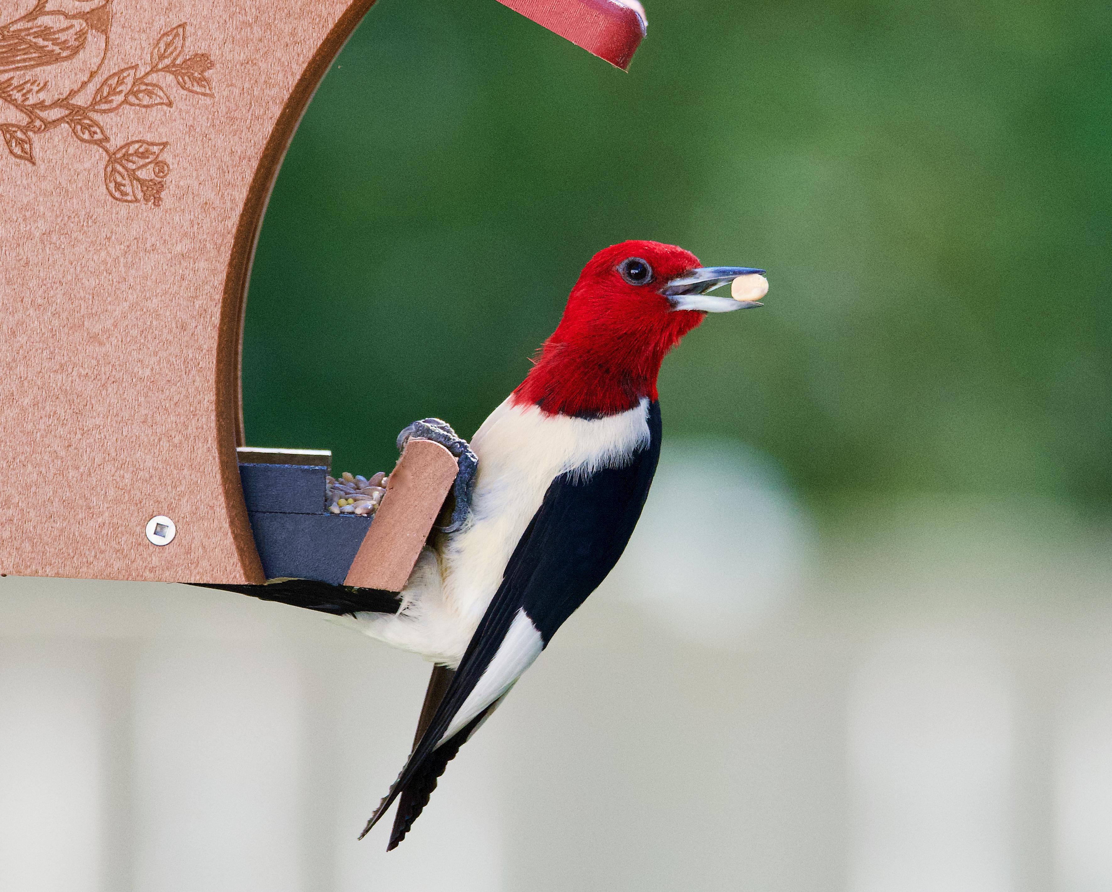 Redheaded Woodpecker with Food · Free Stock Photo