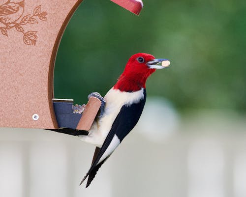 Red-headed Woodpecker with Food