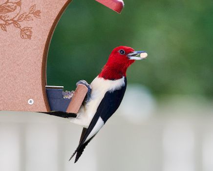 A striking red-headed woodpecker feeding on a garden bird feeder in Athens, Alabama.