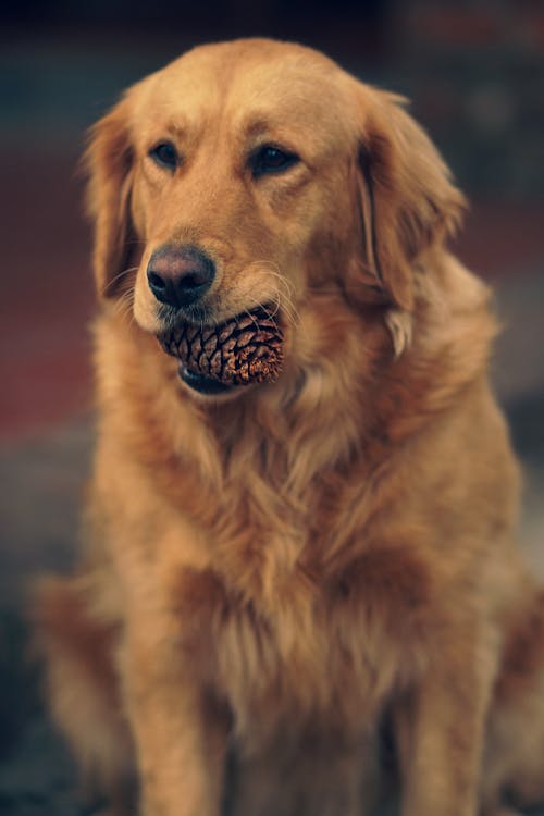 Retrato de Perro Labrador Mascota