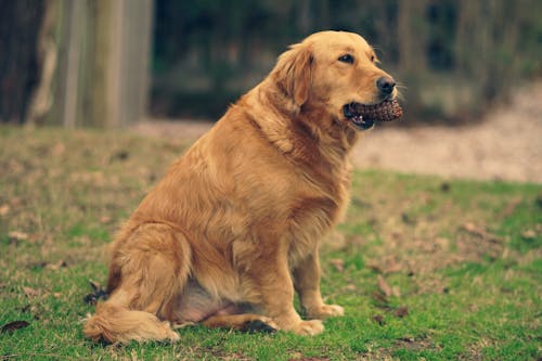 Perro Labrador en el jardín