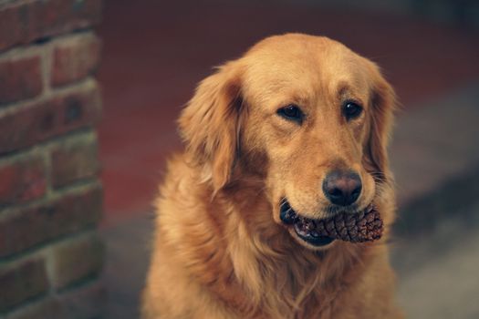 Charming portrait of a Golden Retriever holding a pine cone, capturing the essence of nature and loyalty.