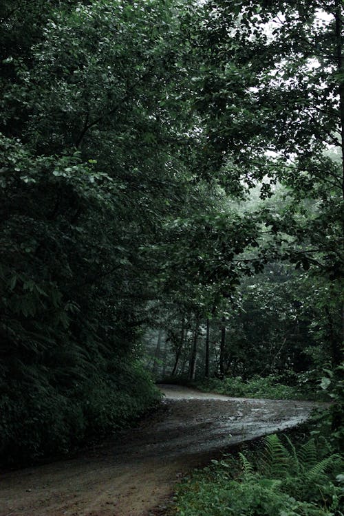 Foto d'estoc gratuïta de arbres, bosc, camí de carro