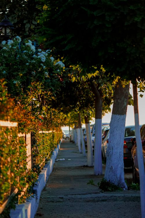 Free Charming sidewalk scene with trees and cars under warm sunlight creating serene ambiance. Stock Photo