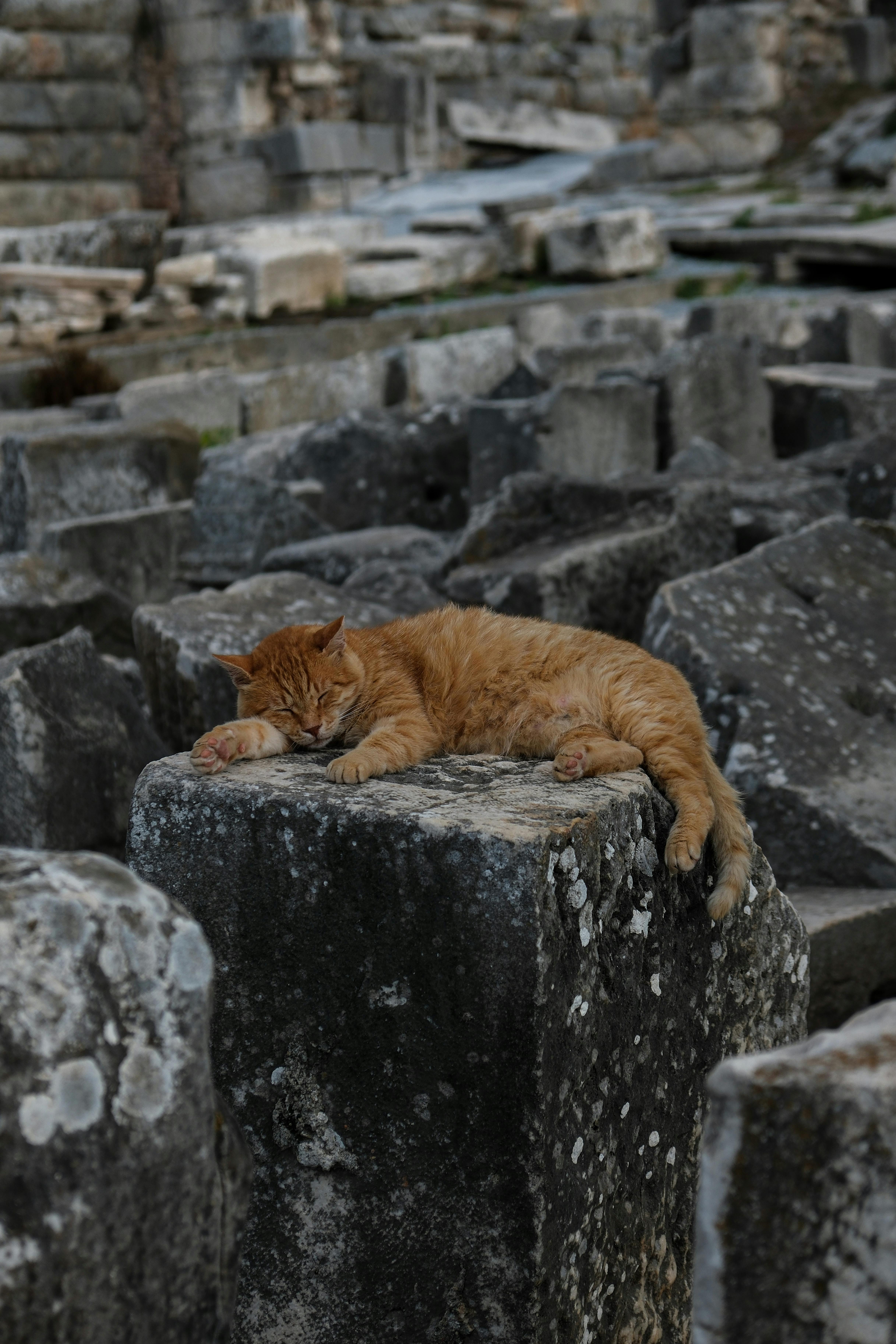 A ginger cat peacefully sleeping on ancient stone ruins, evoking tranquility.
