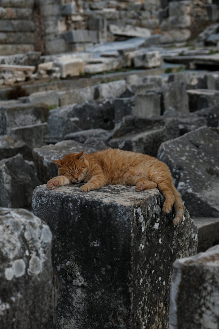 Cat Sleeping On Stone Blocks