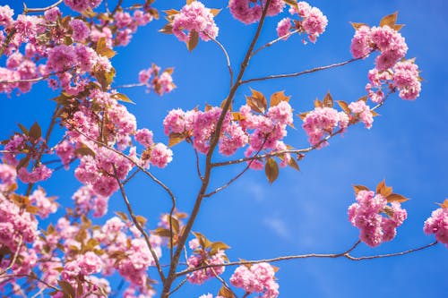 無料 青い空の下でピンクの花びらの花 写真素材