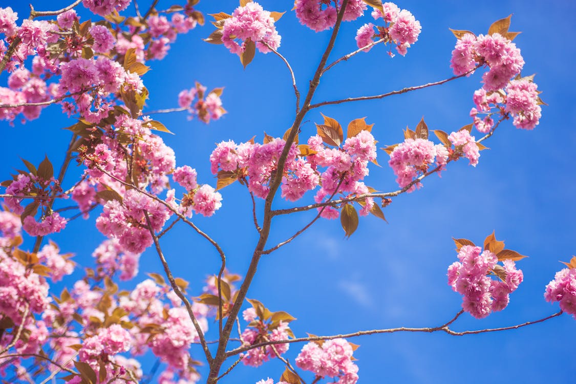 gratis Roze Petaled Bloemen Onder Blauwe Hemel Stockfoto