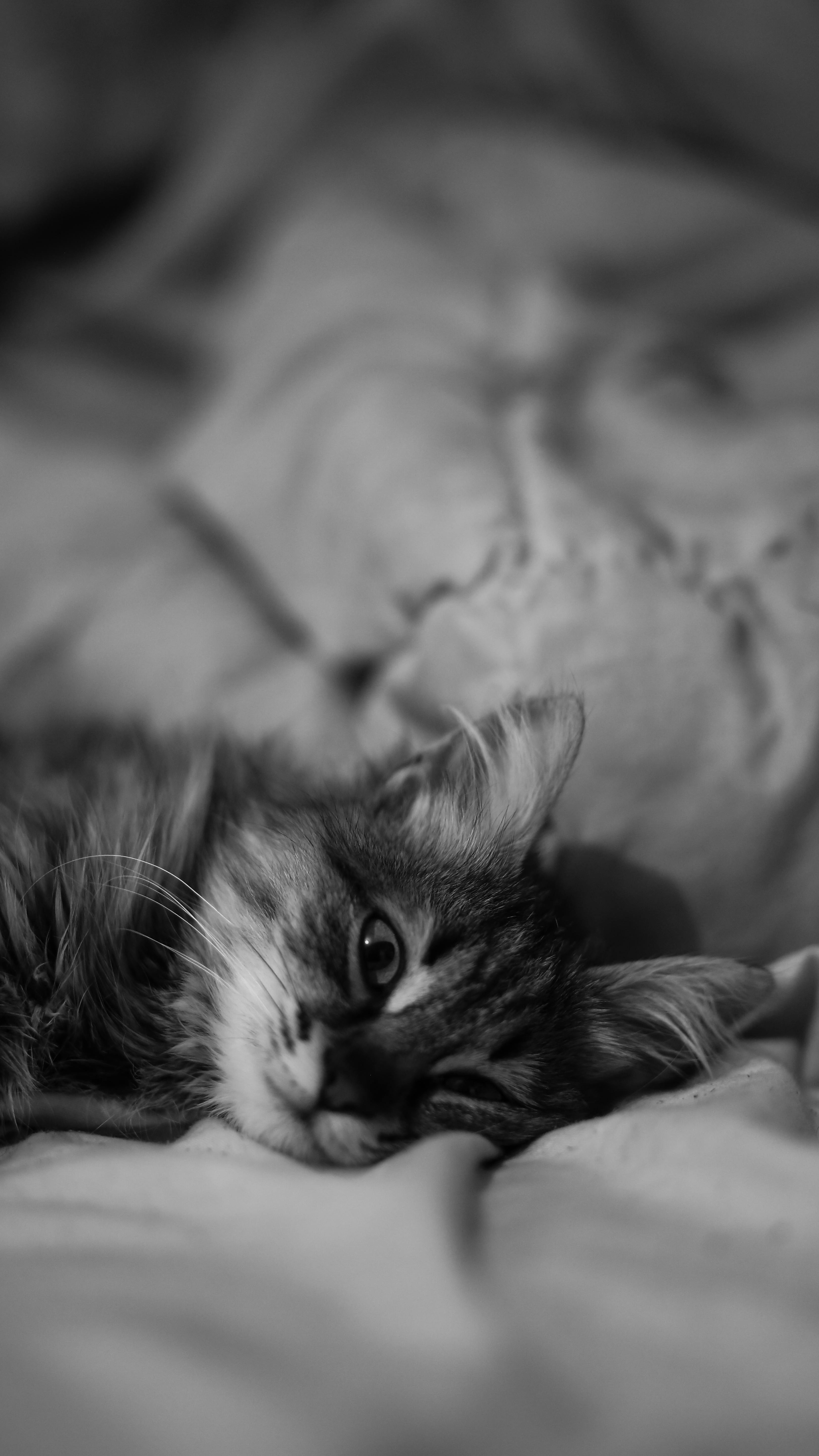 Cat Lying Down On Bed Free Stock Photo bed-meaning-in-hindi-bed-ka-matlab-kya-hota-hai-bed