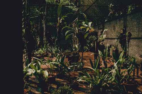 Gratis Plantas De Hojas Verdes En Invernadero Foto de stock