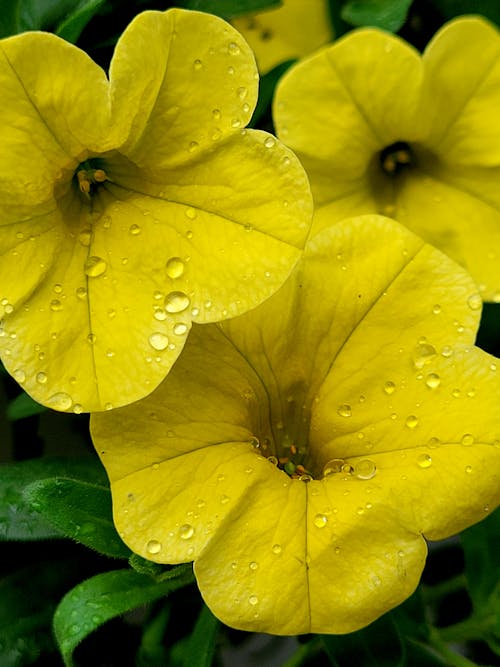 Fotos de stock gratuitas de amarillo, belleza, brillante