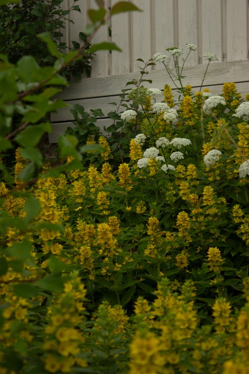 가까이, 꽃, 노란 꽃의 무료 스톡 사진