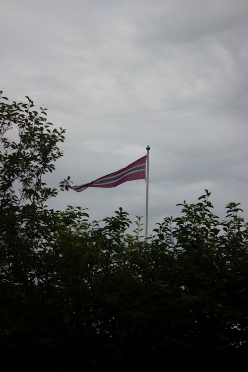 경치, 깃발, 나무의 잎의 무료 스톡 사진