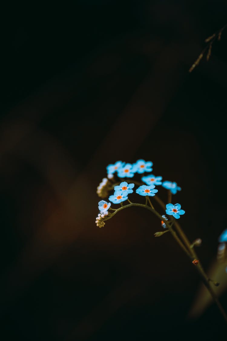 Close-up Of Blooming Wildflowers On Black Background