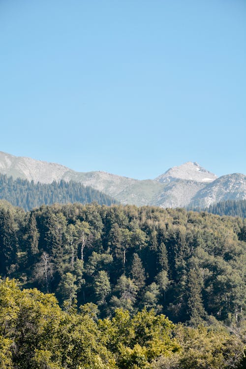 Fotos de stock gratuitas de aéreo, arboles, cerros