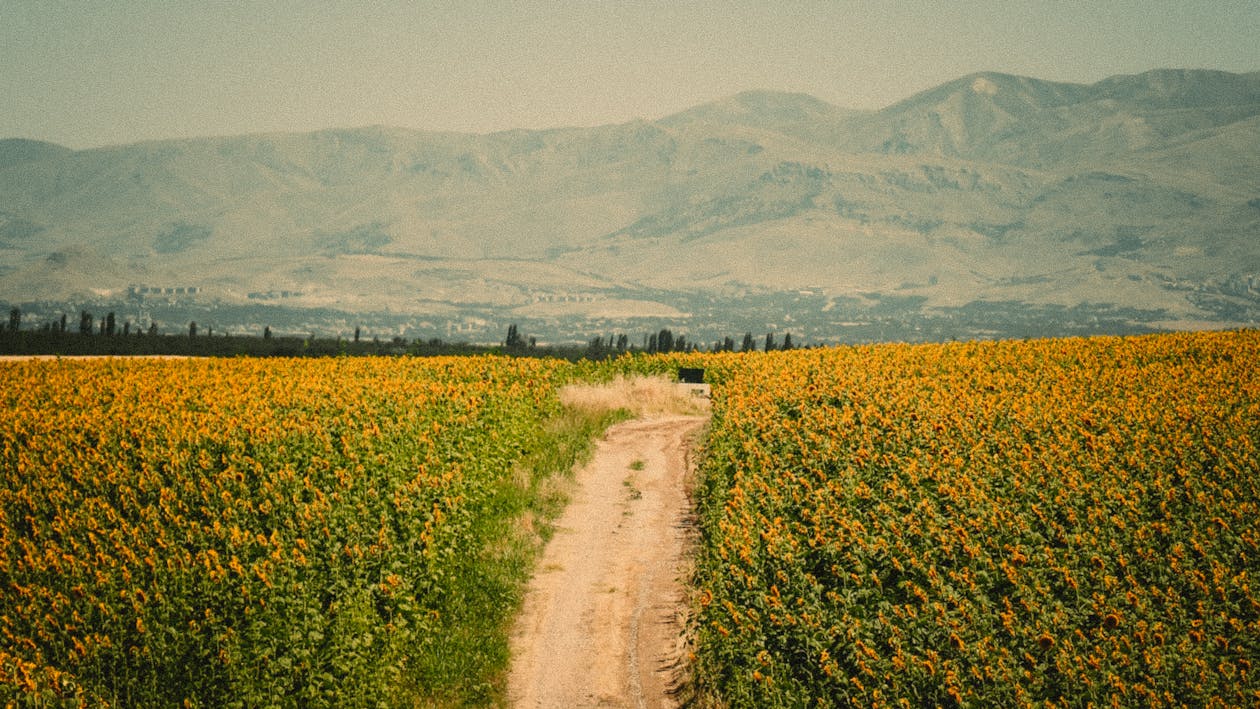 Fotos de stock gratuitas de camino de tierra, campos, girasoles