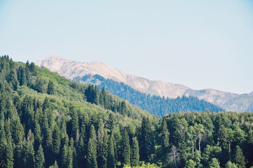 夏, 山岳, 常緑樹の無料の写真素材