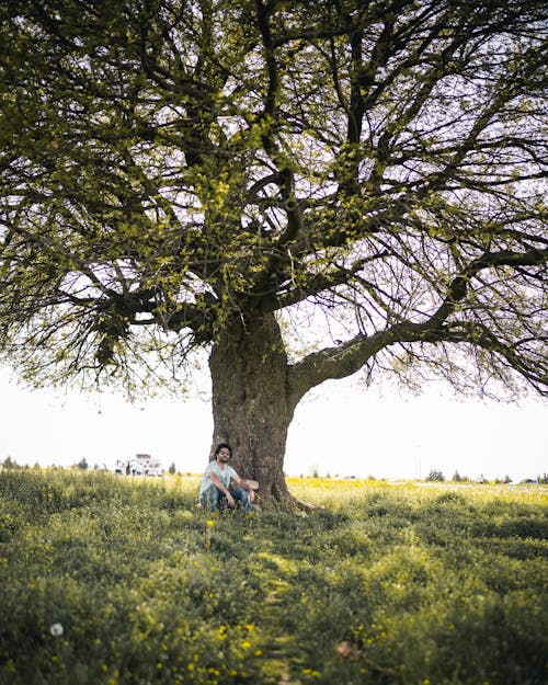 Darmowe zdjęcie z galerii z czas wolny, drzewo, lato