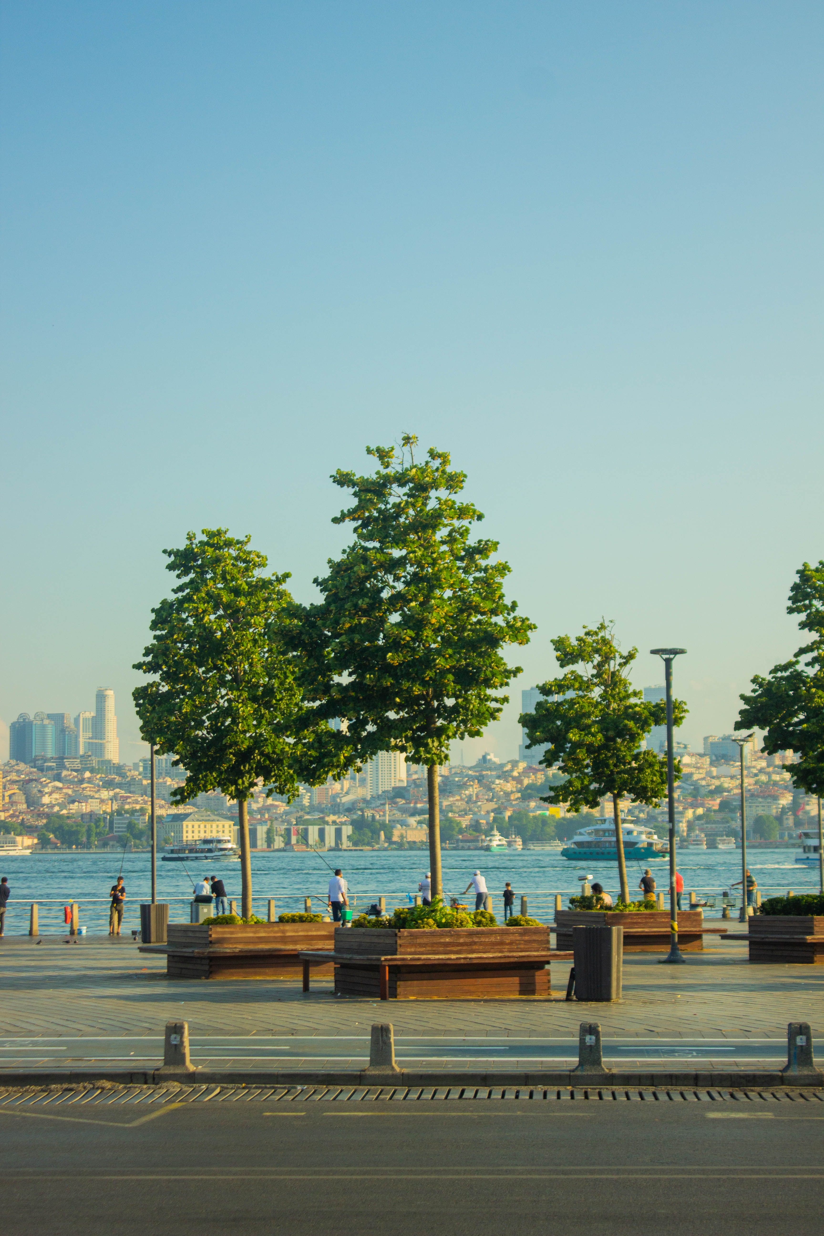Trees on the Seaside Promenade · Free Stock Photo
