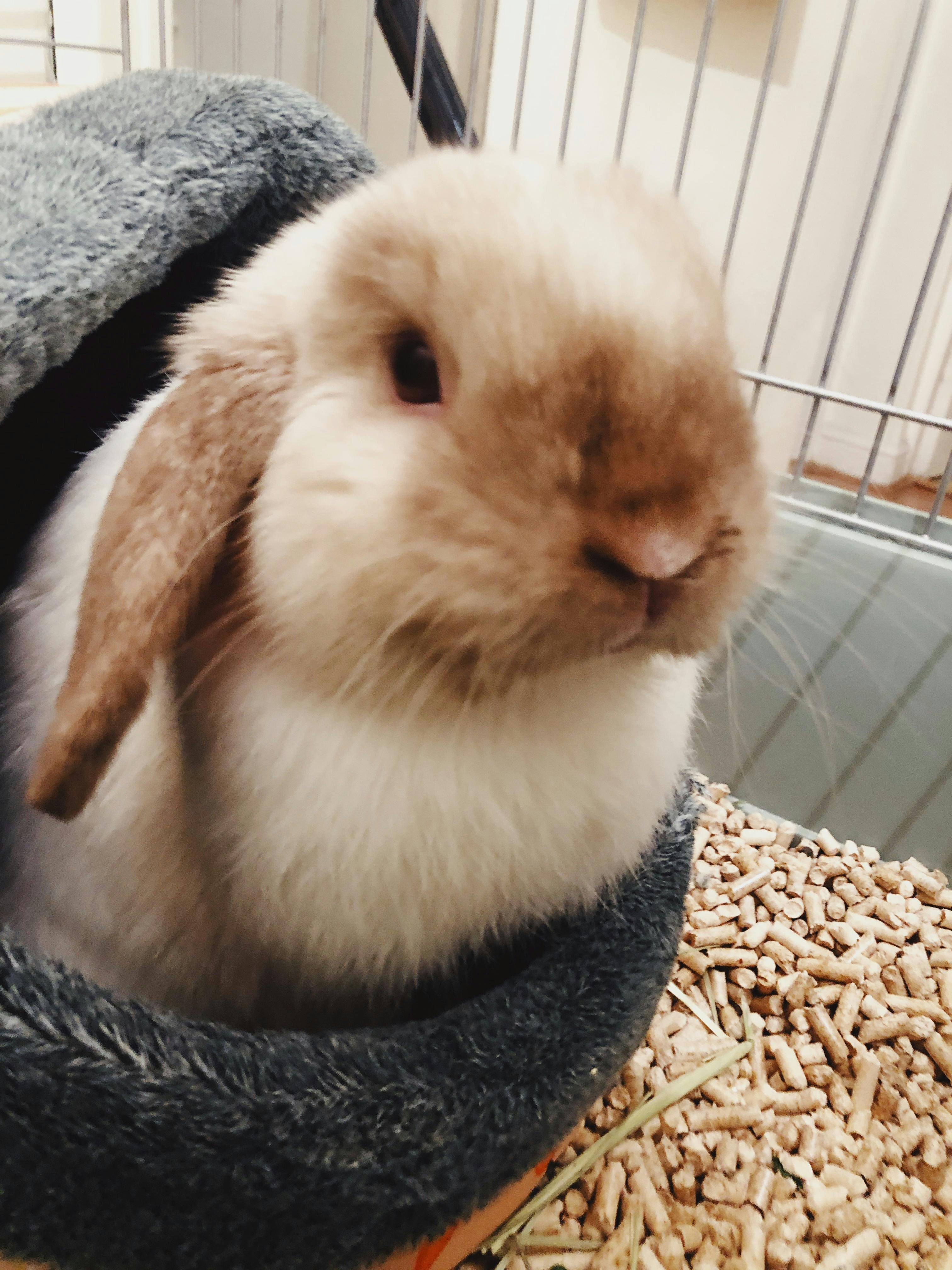 Free stock photo of bunny, cute, rabbit