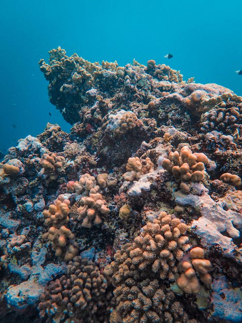 Kostenloses Stock Foto zu koralle, landschaftlich, leben im meer