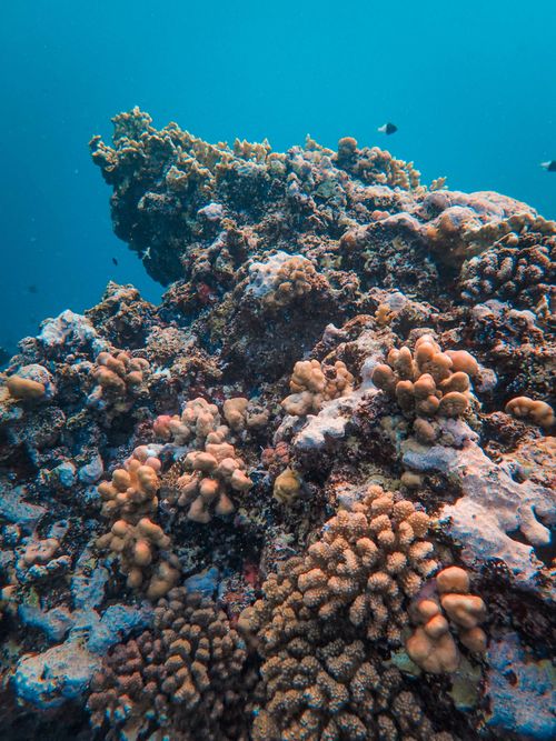 Free Explore a vibrant underwater coral reef teeming with life in a stunning seascape. Stock Photo
