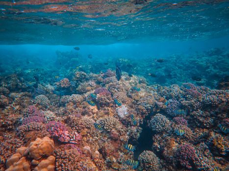 A colorful underwater view of a coral reef teeming with fish and marine life.