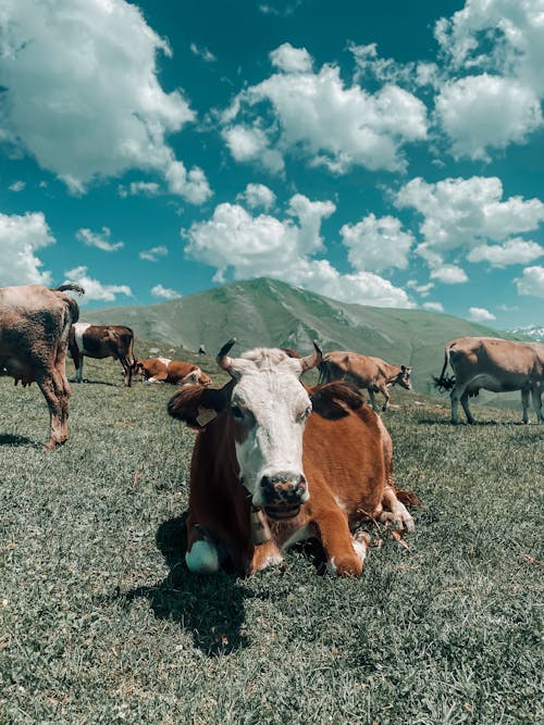 一群動物, 動物攝影, 吃草 的 免费素材图片