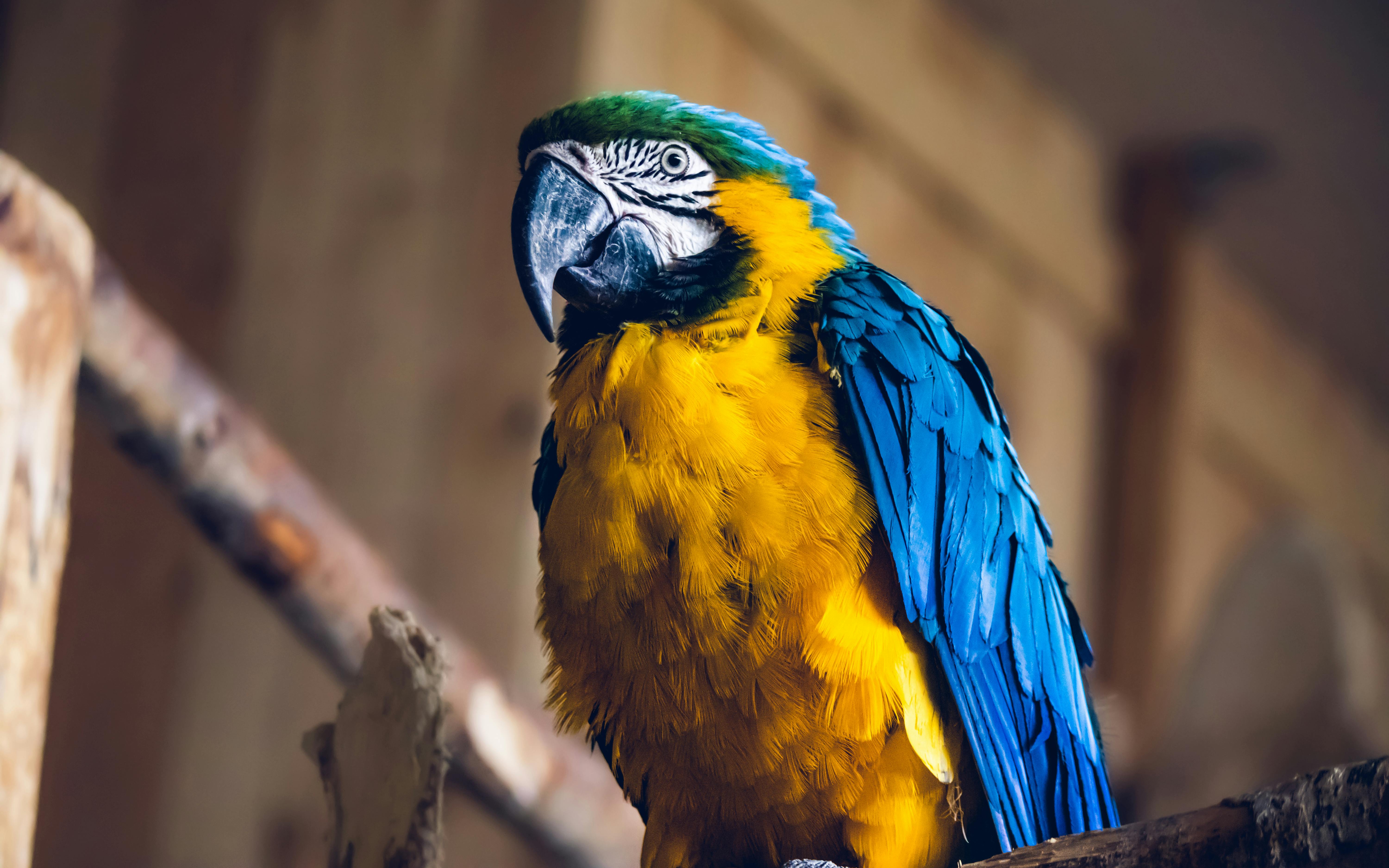 Blue-and-yellow macaw parrot sitting on a rope.
