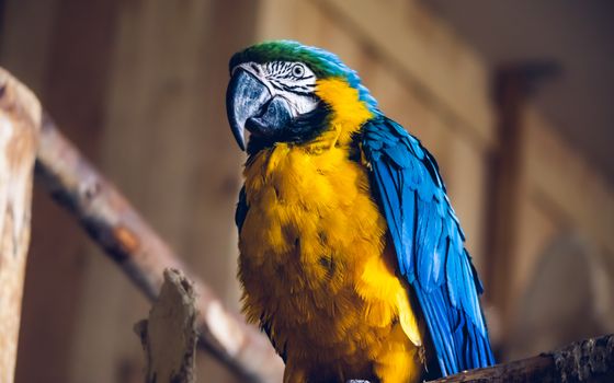 parrot photo