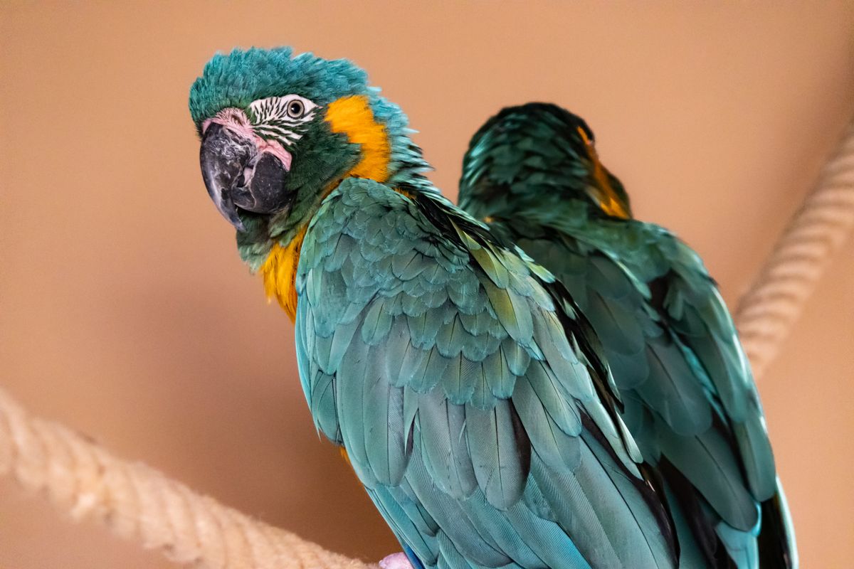 The Bird Theory Test: TikToks Viral Relationship Trend Explained