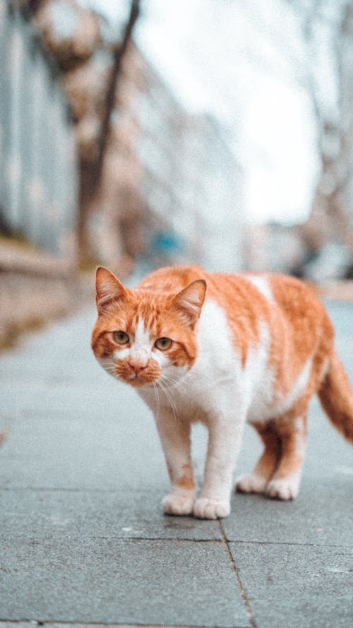 Kostenloses Stock Foto zu bürgersteig, haustier, katze