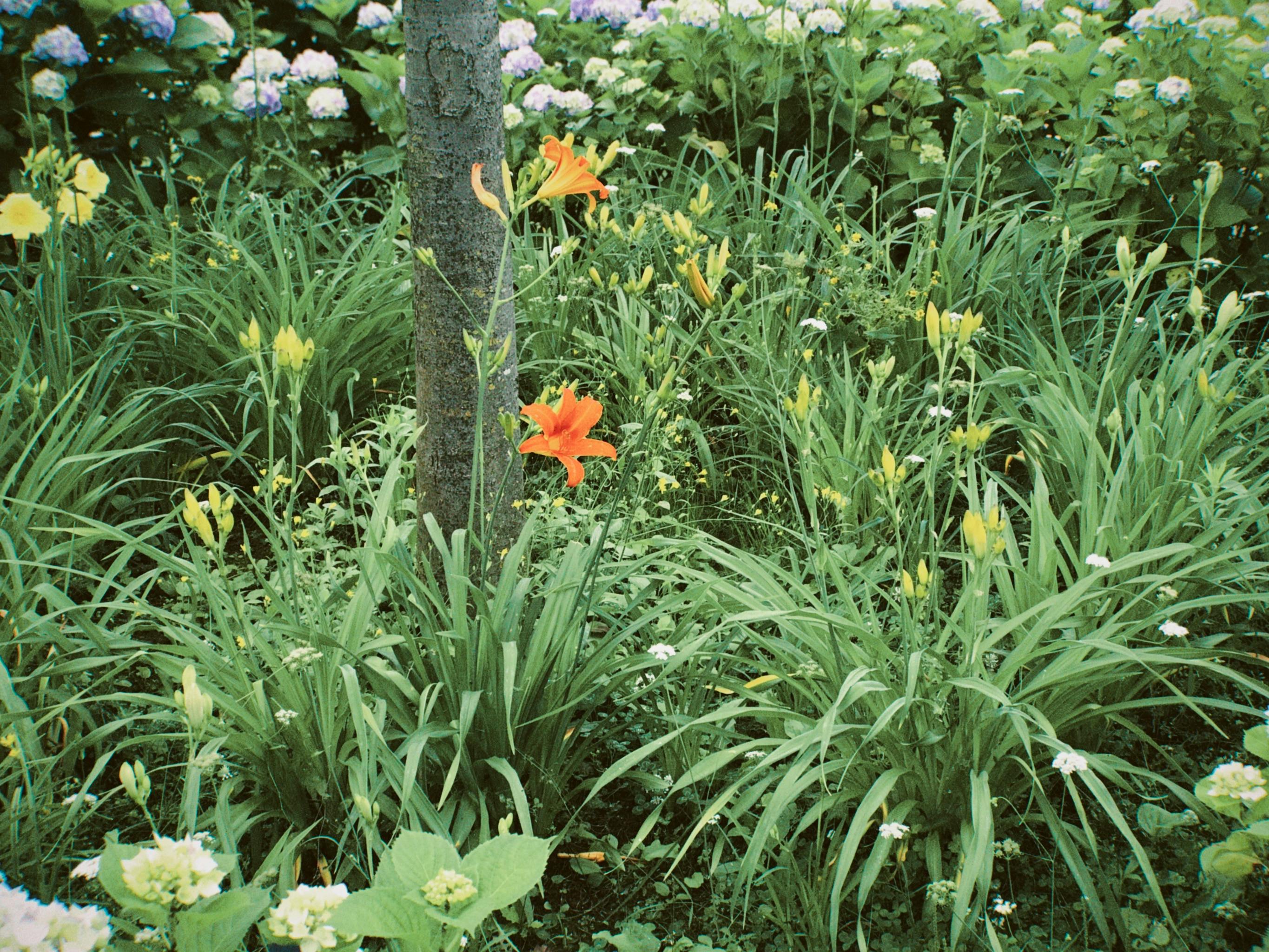 A Landscape Designer’s Favorite Gardening Tools — Photo by with cloudd on Pexels
