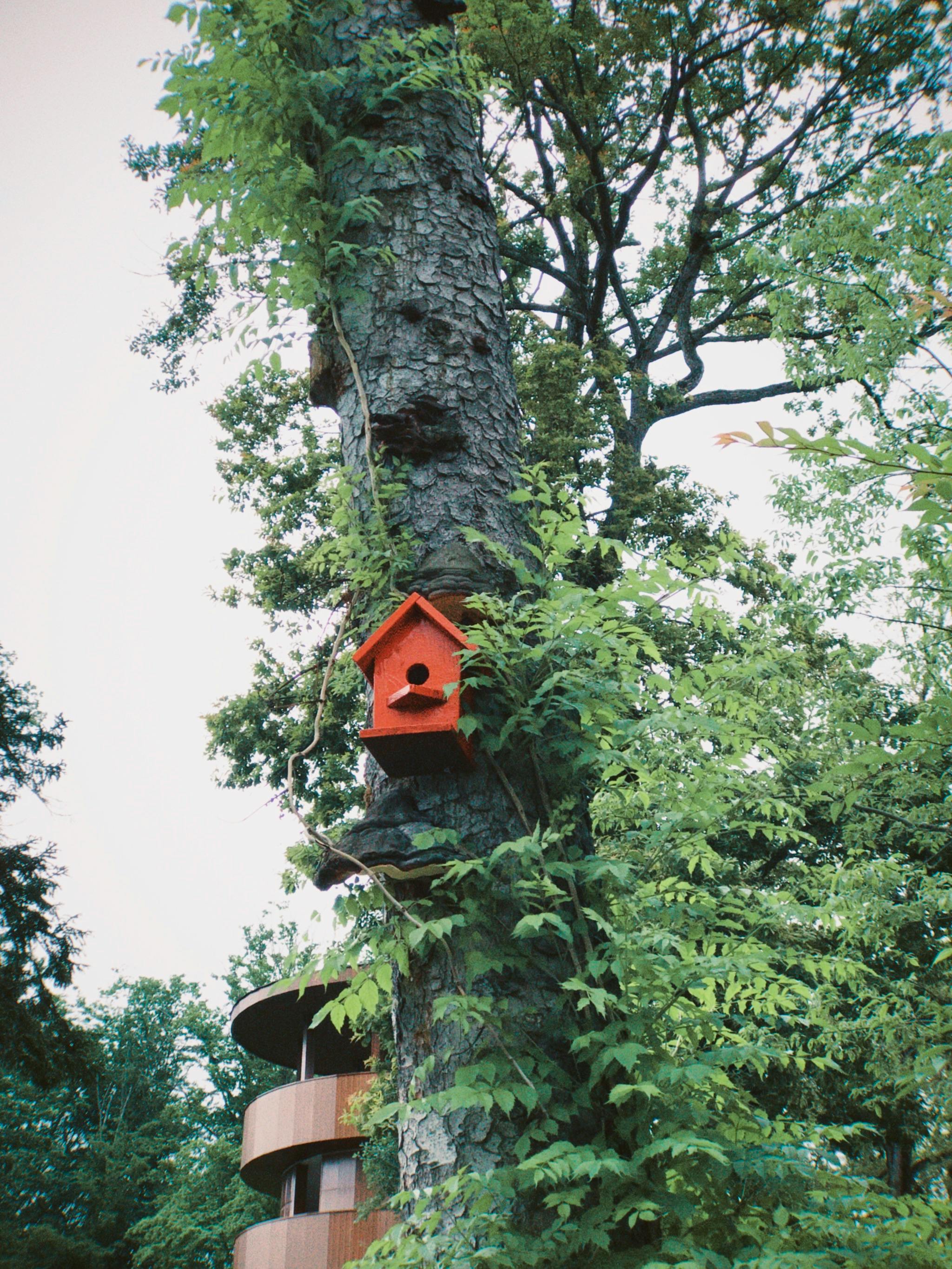 A vibrant red birdhouse nestled on a tall tree amidst lush greenery in a rural setting.