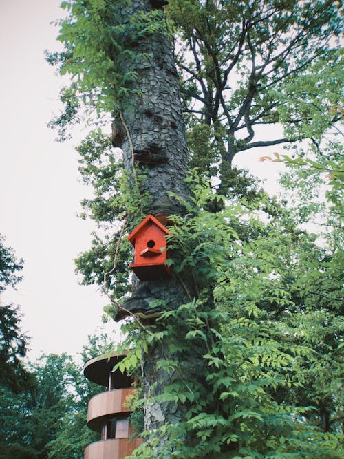 grátis Foto profissional grátis de árvore, casa de passarinho vermelha, folhagem Foto profissional