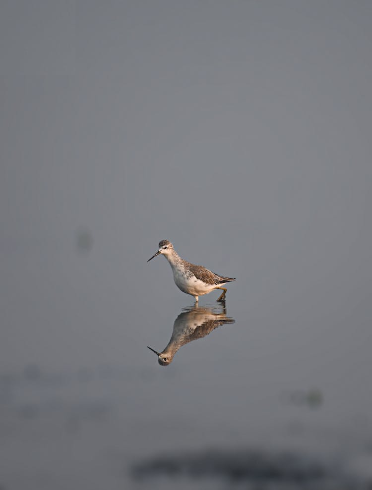 Common Greenshank In Water