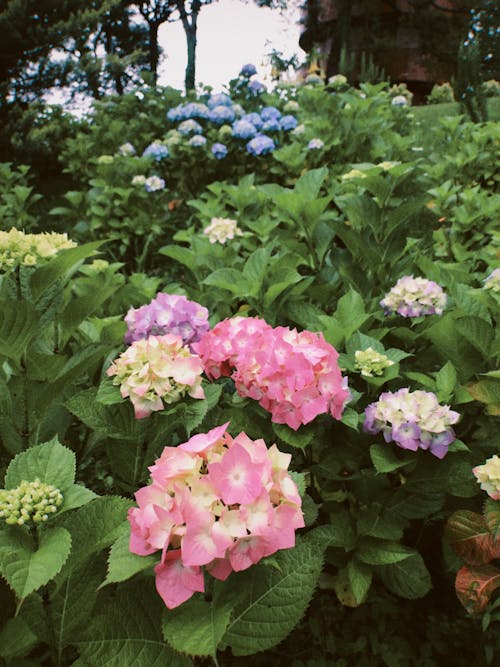Fotobanka s bezplatnými fotkami na tému hortenzia, ker, kvety