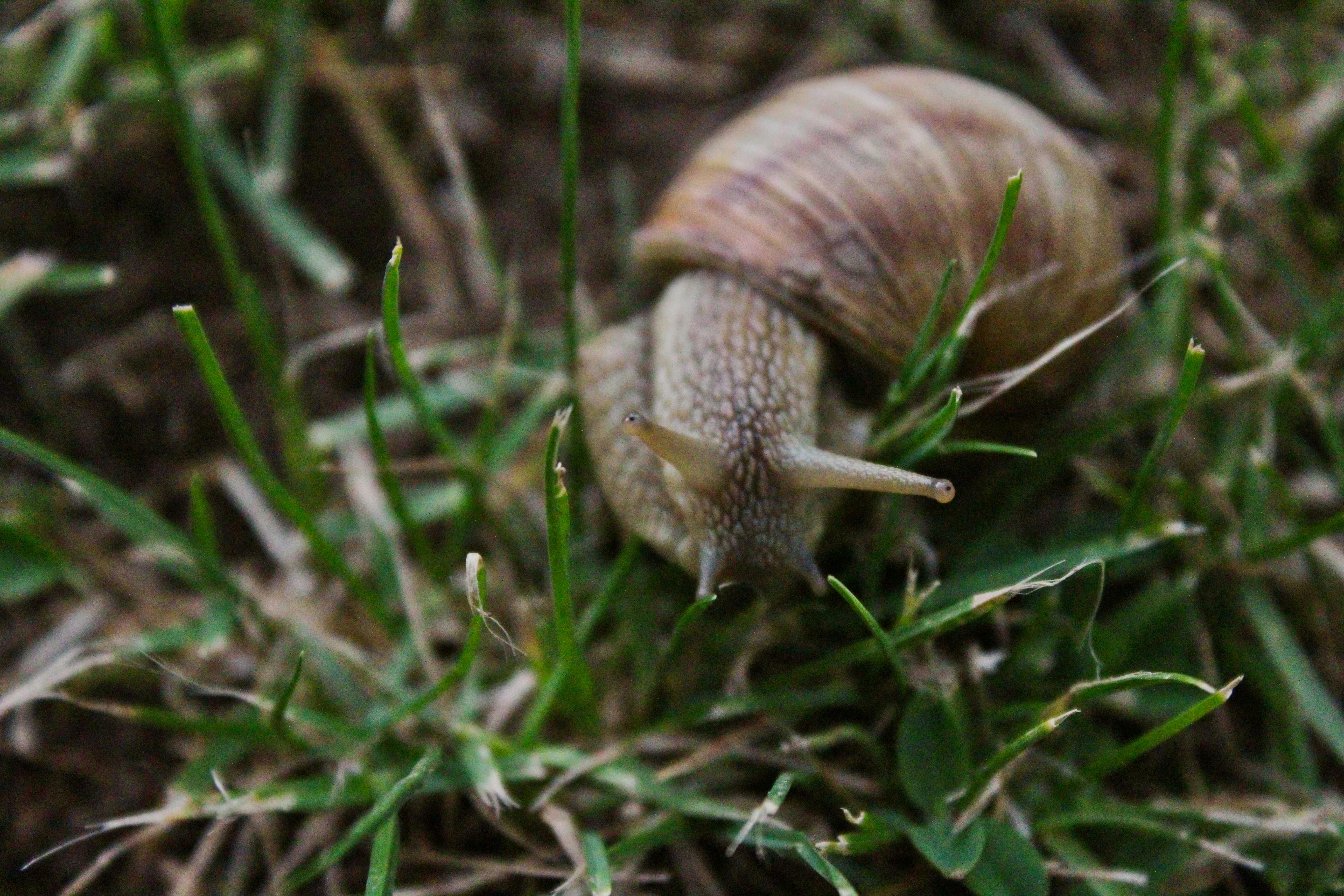 Free Stock Photo Of Snail Snail Shell