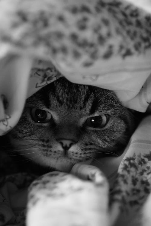 Black and White Photo of a Cat in a Bed 