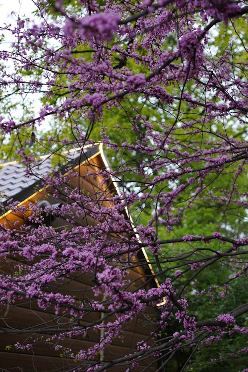 垂直拍攝, 房子, 春天 的 免費圖庫相片