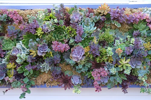 Photo of Colorful Succulents 